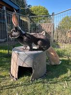 Halfvolwassen duitse reus voedster, Dieren en Toebehoren