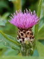 Grote potten knoopkruid /Centaurea jacea, reeds gesnoeid, Autres espèces, Plein soleil, Été, Enlèvement