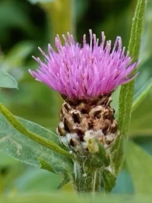 Grote potten knoopkruid /Centaurea jacea, reeds gesnoeid, Jardin & Terrasse, Plantes | Jardin, Plante fixe, Autres espèces, Plein soleil