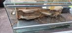 Gratis terrarium, Dieren en Toebehoren, Ophalen, Gebruikt
