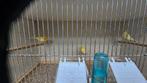 Waterslager/ kanarie, Geringd