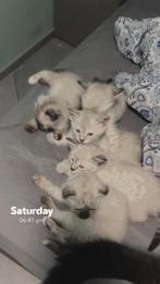 A donner, Animaux & Accessoires, Enlèvement ou Envoi