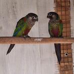 pyrrhura picta picta, Dieren en Toebehoren, Meerdere dieren, Parkiet, Geringd