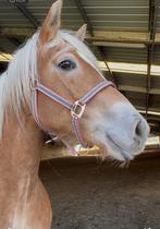 Halve stal gezocht voor haflinger merrie, Dieren en Toebehoren, Merrie, Minder dan 160 cm, Gechipt, Niet van toepassing