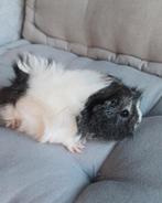 Cavia meisje, Dieren en Toebehoren, Knaagdieren, Cavia