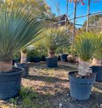 Yucca Rostrata, diverse hoogtes en stamdiktes, Ophalen
