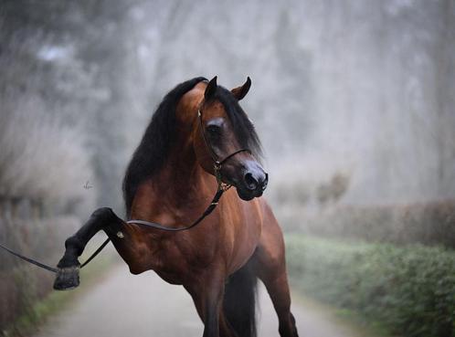 Gezocht: Stalhulp en verzorging., Dieren en Toebehoren, Paarden