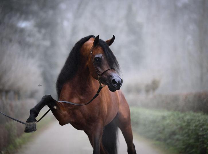 Gezocht: Stalhulp en verzorging., Dieren en Toebehoren, Paarden