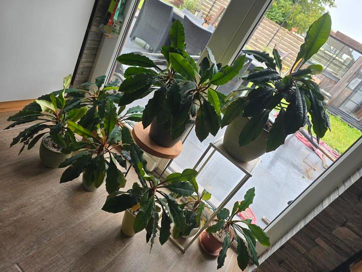 Madagascar Jewel, Huis en Inrichting, Kamerplanten, Ophalen