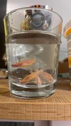 Goudelrits, Dieren en Toebehoren, Vissen | Vijvervissen