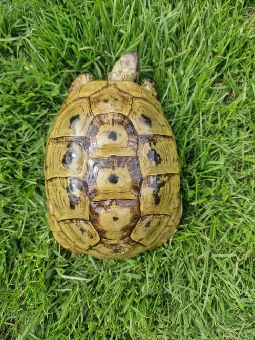 Griekse landschildpadden, Dieren en Toebehoren, Reptielen en Amfibieën