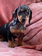 Kortharige teckel pups, Dieren en Toebehoren, België, CDV (hondenziekte), 8 tot 15 weken, Korthaar