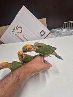 Super tamme zonparkieten, Dieren en Toebehoren, Vogels | Parkieten en Papegaaien
