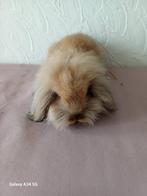 Hangoor babykonijntjes, Dieren en Toebehoren, Konijnen, Middelgroot, Hangoor, 0 tot 2 jaar