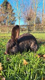 Kruising Vlaamse Reus, Oreilles tombantes