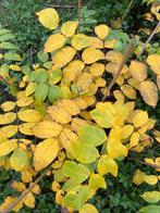 Zwarte okkernoot, Enlèvement