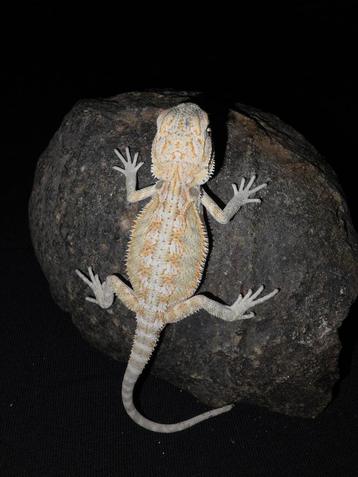 Citrus hypo 100% HET zero baardagaam mannetje beschikbaar voor biedingen