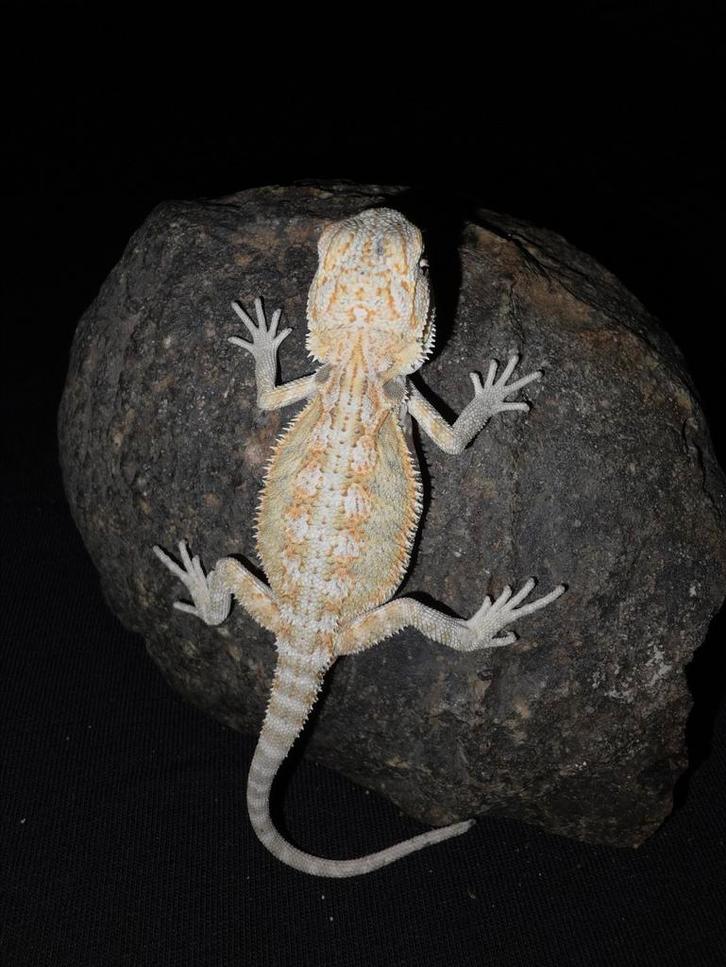 Citrus hypo 100% HET zero baardagaam mannetje, Dieren en Toebehoren, Reptielen en Amfibieën