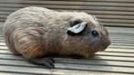 Cavia, kortharige agouti goud/cali blauw zwart, Dieren en Toebehoren, Ophalen
