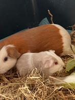 Cavia, Domestique, Janvier, Plusieurs animaux, Cobaye