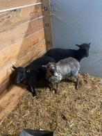 3 Ouessantschaapjes, Dieren en Toebehoren, Schapen, Geiten en Varkens