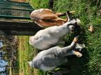 GEZOCHT geitjes en schaapjes, Dieren en Toebehoren, Vrouwelijk, Geit, 0 tot 2 jaar