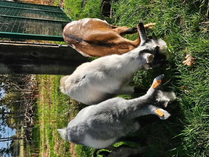 GEZOCHT geitjes en schaapjes, Dieren en Toebehoren, Schapen, Geiten en Varkens, Geit, Vrouwelijk, 0 tot 2 jaar