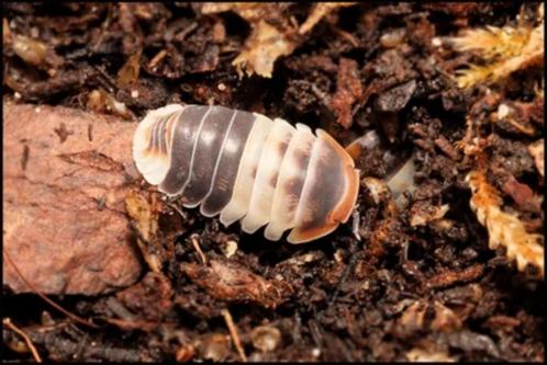 Isopod Cubaris witte haai, Dieren en Toebehoren, Insecten en Spinnen, Overige soorten