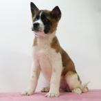 Amerikaanse Akita - pups te koop, Dieren en Toebehoren, Honden | Poolhonden, Keeshonden en Oertypen, CDV (hondenziekte), Meerdere
