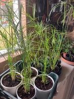 Papyrusplanten, Tuin en Terras, Ophalen, Bloeit niet, Vaste plant, Overige soorten