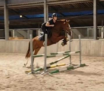 Mega chique, brave en leuke allround sportpony!!  beschikbaar voor biedingen
