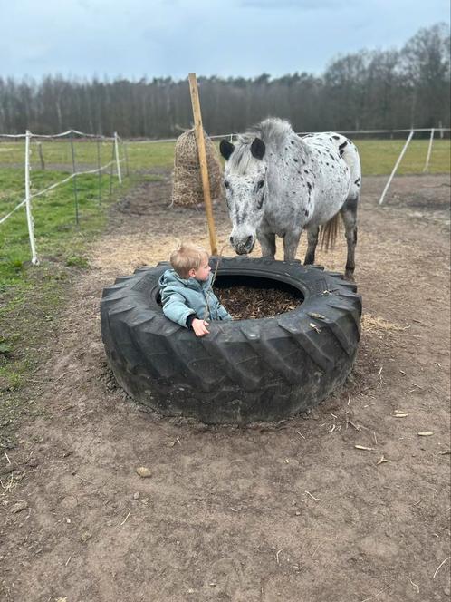 Paardrijlessen/boswandeling, Dieren en Toebehoren, Paarden
