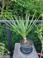 yucca, Volle zon, Vaste plant, Zomer, Ophalen