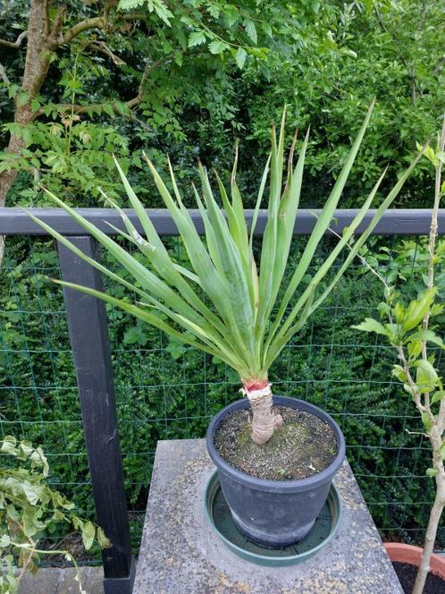 yucca, Tuin en Terras, Planten | Tuinplanten, Vaste plant, Overige soorten, Volle zon, Zomer, Ophalen