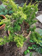 startplant bonsai juniperus chinensis, Tuin en Terras, Planten | Tuinplanten, Ophalen