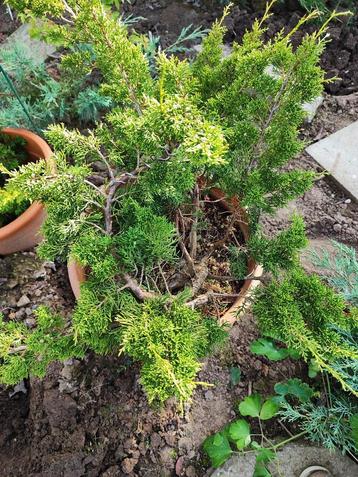 startplant bonsai juniperus chinensis beschikbaar voor biedingen
