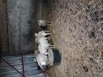 lammeren te koop, Dieren en Toebehoren, Schapen, Geiten en Varkens