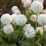 Witte bolprimula vaste plant, Tuin en Terras, Planten | Tuinplanten, Ophalen