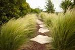 Stipa ponytails of Vedergras, Ophalen, Vaste plant, Siergrassen