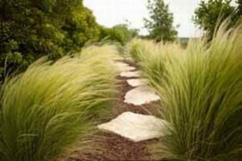 Stipa ponytails of Vedergras, Tuin en Terras, Planten | Tuinplanten, Vaste plant, Siergrassen, Ophalen
