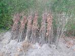 Beukenplantjes, Tuin en Terras, Planten | Struiken en Hagen, Ophalen, Beukenhaag, Haag, 100 tot 250 cm