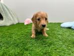 Nestjes Langharige Kaninchen Teckel puppy's, Dieren en Toebehoren, Kaninchen, België, 8 tot 15 weken, CDV (hondenziekte)