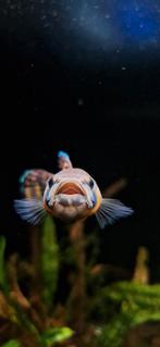 Wilde Betta Macrostoma mannen/koppel, Dieren en Toebehoren, Vissen | Aquariumvissen