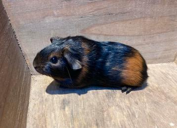 Cavia zeugje beschikbaar voor biedingen