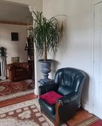 Palmier "pied d'éléphant", Huis en Inrichting, Kamerplanten, Ophalen, Palm