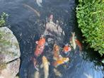 koi vissen, Dieren en Toebehoren, Vissen | Vijvervissen, Karper of Koi