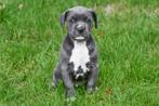 American Staffordshire Terriër pup te koop, Dieren en Toebehoren, Honden | Jack Russells en Terriërs, België, Reu, CDV (hondenziekte)