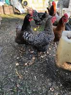 Poule pondeuses .8 poules 1coq 9 m, Animaux & Accessoires, Volatiles