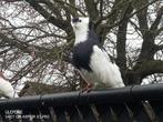 Felegyhazer - Hongaarse tuimelaar, Plusieurs animaux, Pigeon culbutant ou Roller