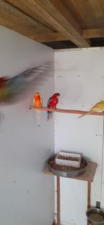 Parkieten, Dieren en Toebehoren, Vogels | Parkieten en Papegaaien